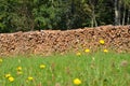 A pile of wood at the edge of the forest Royalty Free Stock Photo